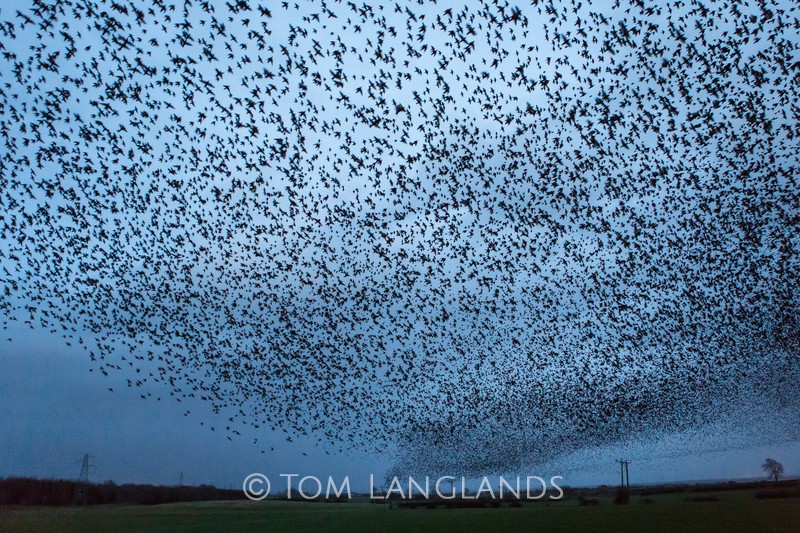 Starlings - Starlings and Murmurations