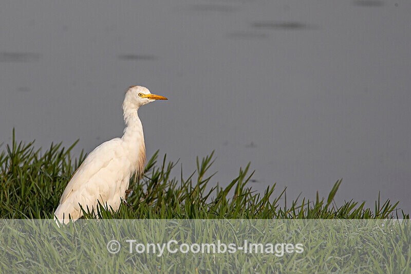Cattle Egret - The Gambia