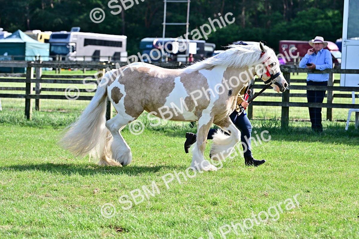 SBM_10183 - Class 63-65 - Traditional Gypsy Cobs In Hand & Ridden