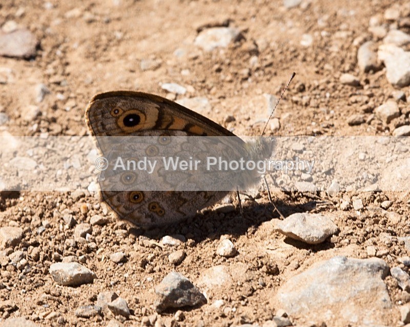 20080723- 004-2 - Butterflies & Moths