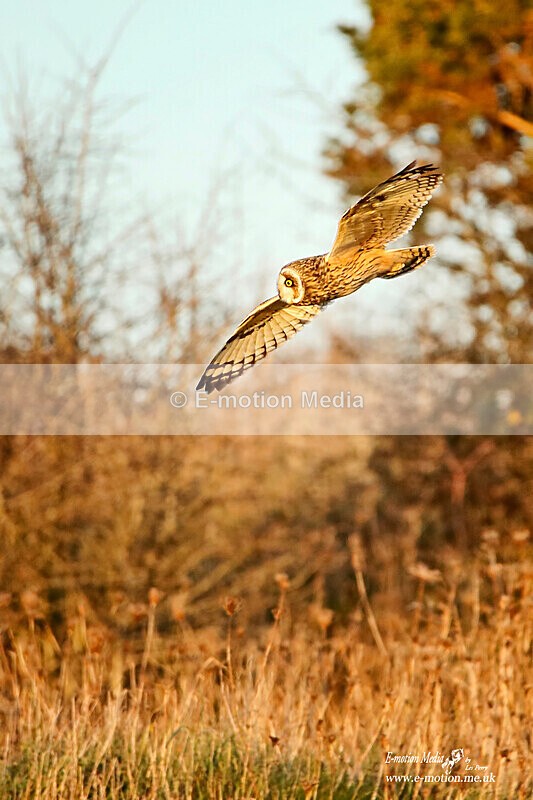 SP 041120 - 1381ab - Nature