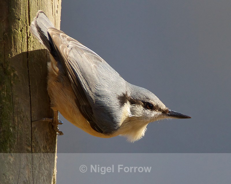 Nuthatch, Holton Heath, Dorset - Nuthatch