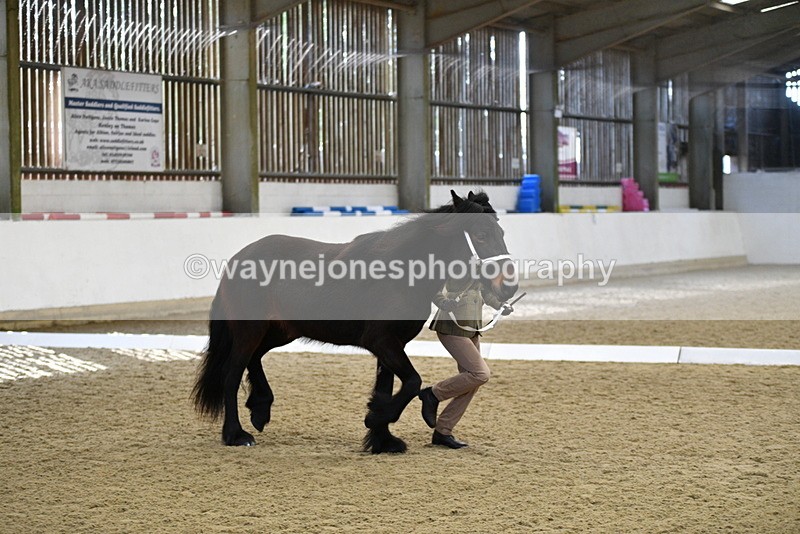 WJ5_4238 - Class 6 In hand M&M - Large Breeds