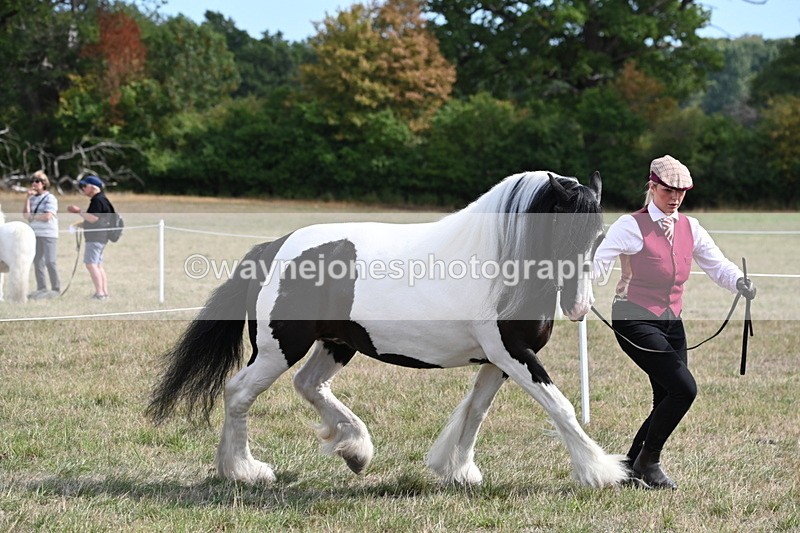 WJ6_6592 - Class 20 In-hand Cob
