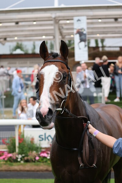 yr22072022r6-42 - Race 6 7.50pm Gallop Racing Stakes