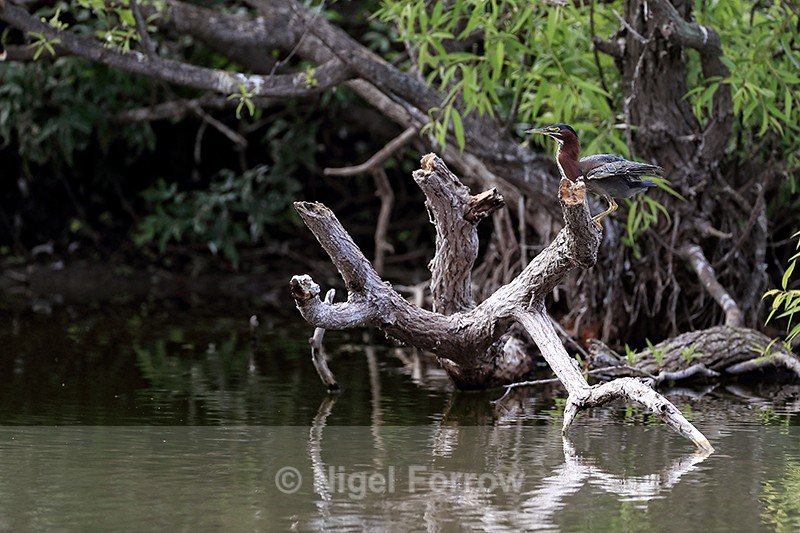 Green Heron on the island, Venice Rookery, Florida - Green (Green-backed) Heron