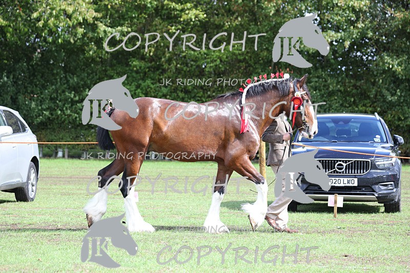 APP_3355 - Class 5 In Hand Championship