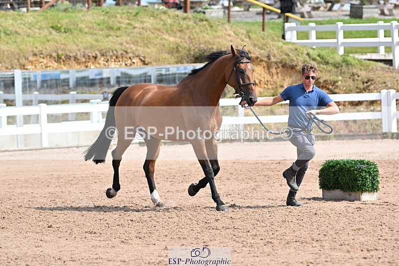 240717A-160025-03253 - Trot Up 4pm to 5pm