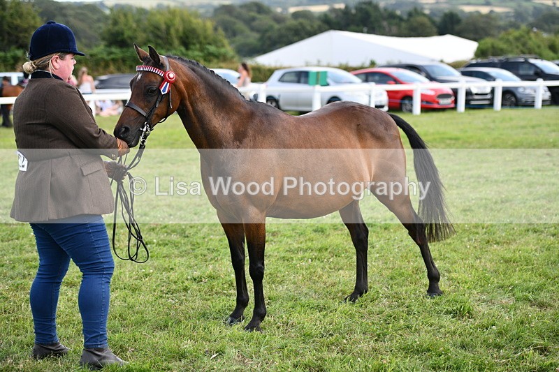 DSC_8482 - Class 69: Pure, Anglo & Part Bred In Hand Arab