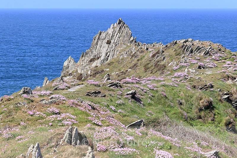 Flowering Thrift at Morte Point, North Devon, England - Devon, England