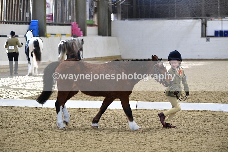 WJ5_3768 - Class 5 In Hand Veterans