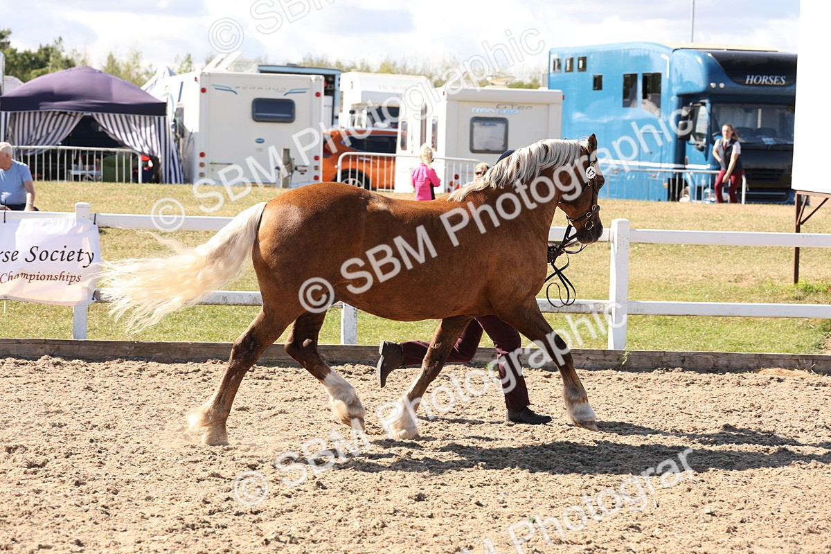 SBM_13924 - Class 205 - IH Show Pony - Show Hunter Pony