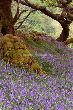 Bluebell wood P1020997 vertica - Sceniks.com - Snowdonia landscape photographs by Dave O'Shea