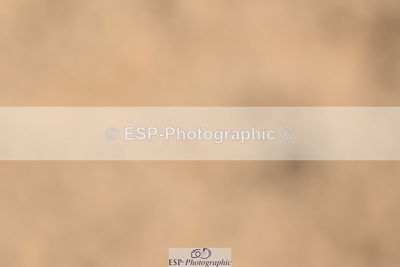 240323A-113335-01615 - DR Prelim 18