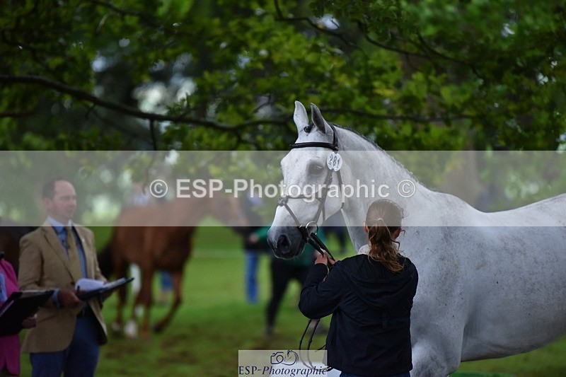 240522-164550-01135 - 281-UNSTOPPABLE_VAN_'T_CRAEYNEST_Z-Valentine_Emsens