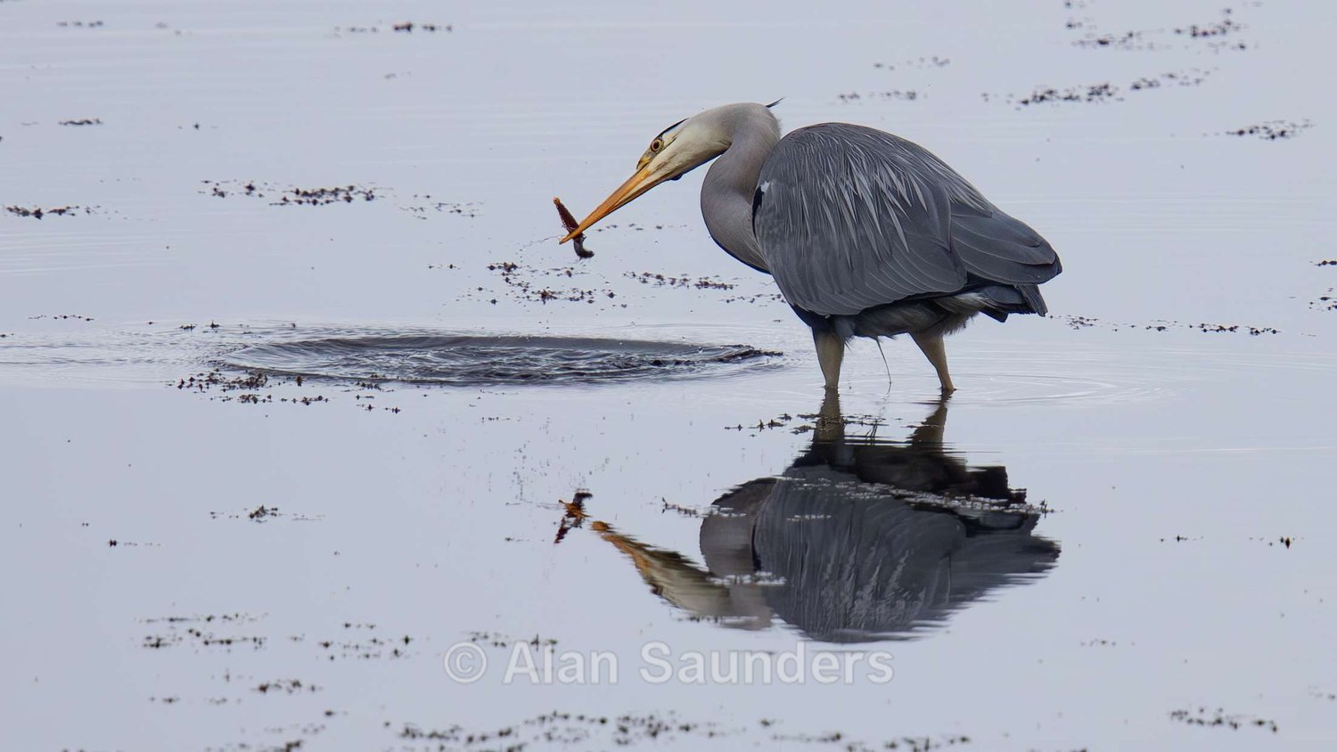 Grey Heron 4