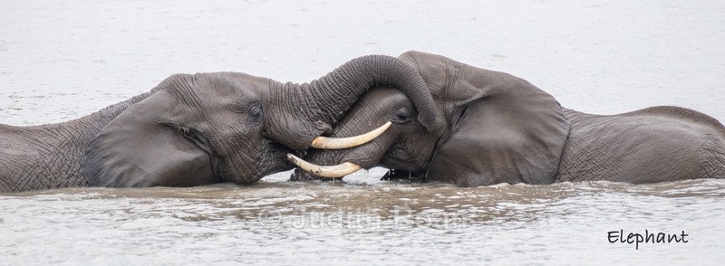  - South Africa Birds and Mammals