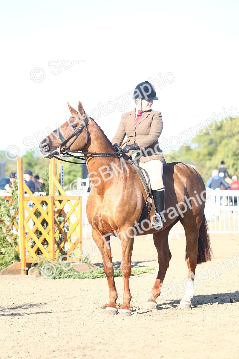 SBM_08569 - Class 502 - Riding Club Horse