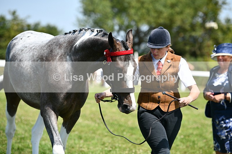 DSC_7537 - Class 63: Coloured Horse Youngstock