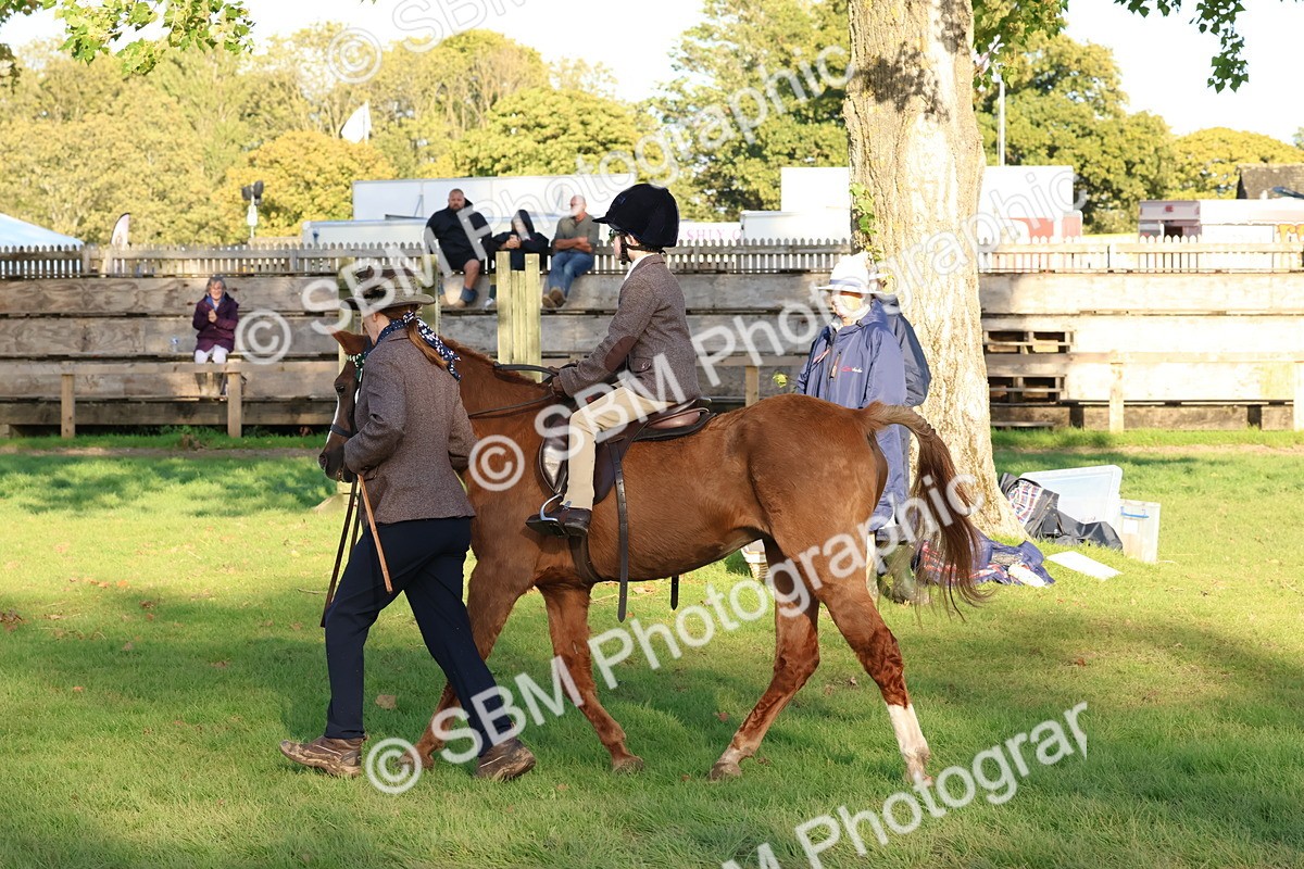 SBM_53022 - S29 - Mature Veteran Ridden