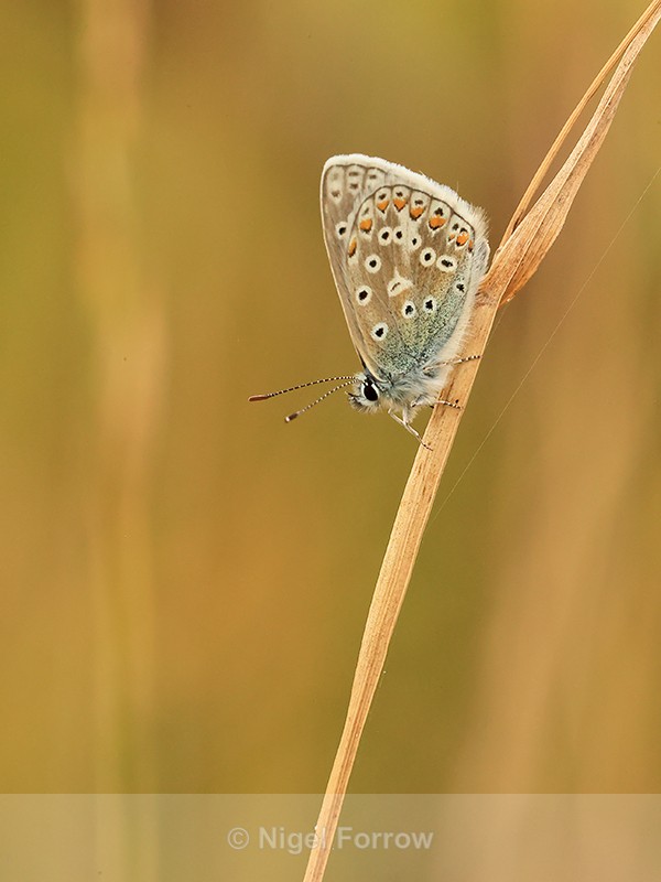 Common Blue (male), Seven Barrows, Berkshire - INSECTS