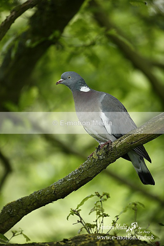 Wood Pigeon 140514 6 - Nature