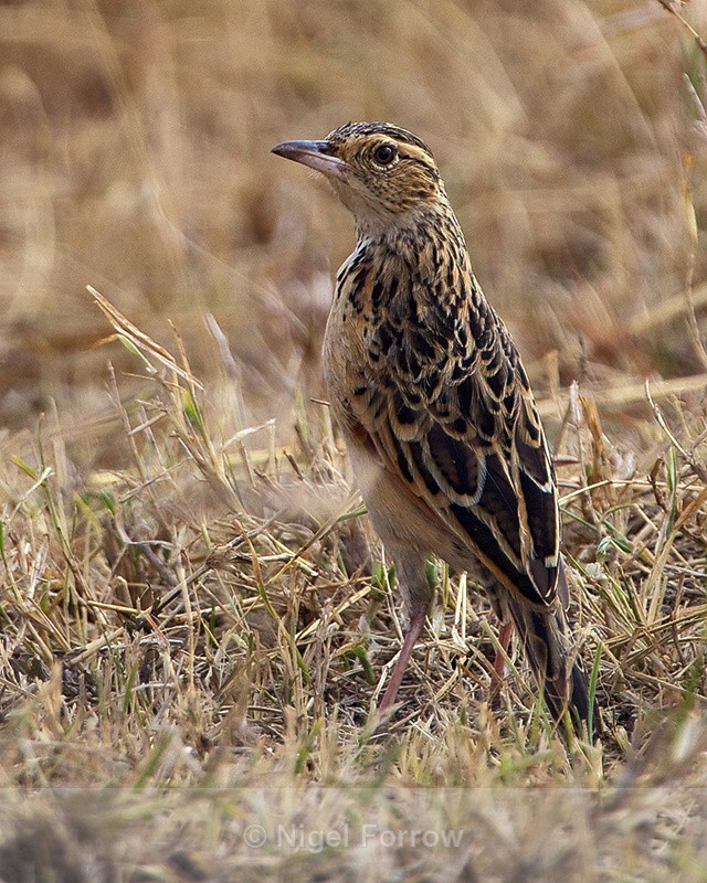 Rufous-naped Lark standing in short grass - Rufous-naped Lark