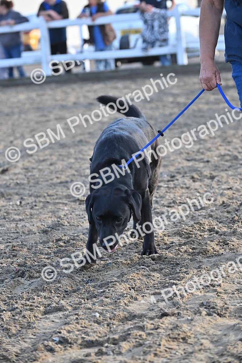 SBM_09431 - Lorry Dogs