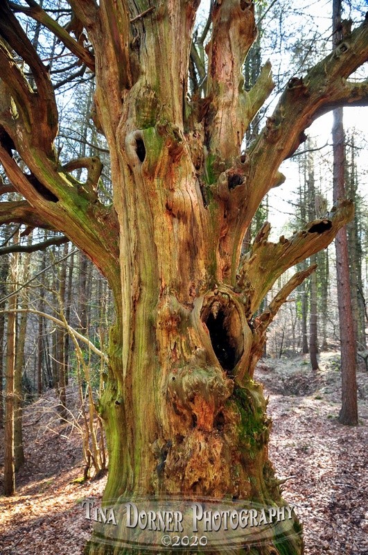 Screaming Tree Face by Tina Dorner Photography.  Forest of Dean and Wye Valley, Gloucestershire