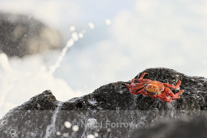 Froth-covered Sally Lightfoot Crab, Isla Lobos, Galapagos - Crabs