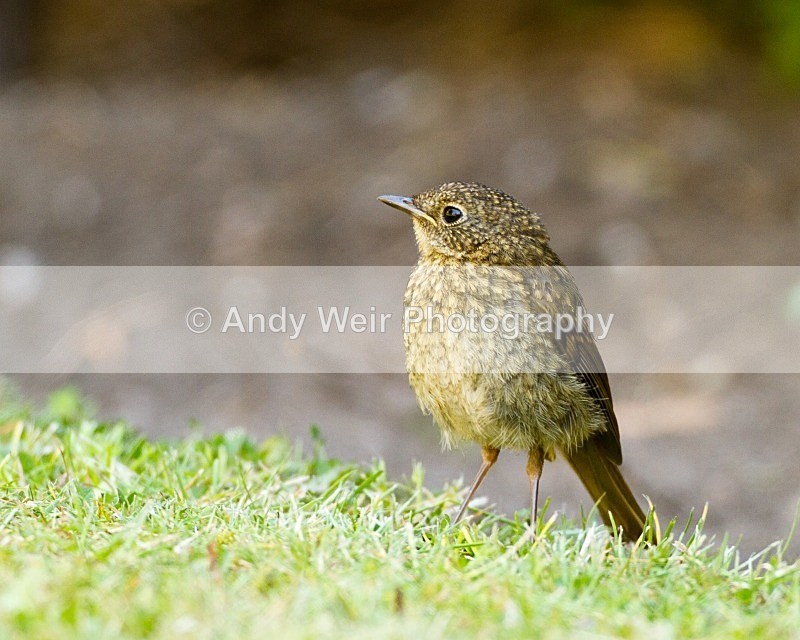 20110703-_MG_6231 - Robin