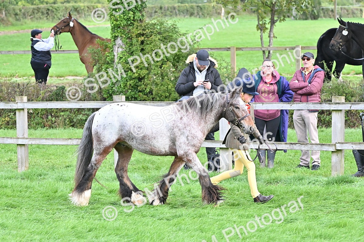 SBM_56899 - S45 - Coloured Pony In Hand