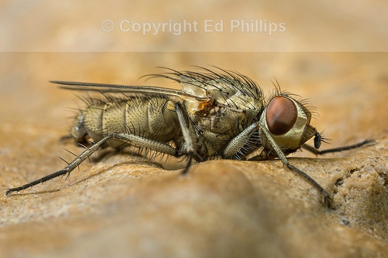 Leucophora Fly