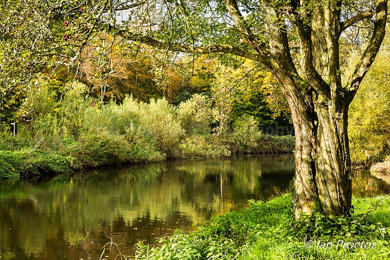 Riverbank at Minnowburn - Autumn