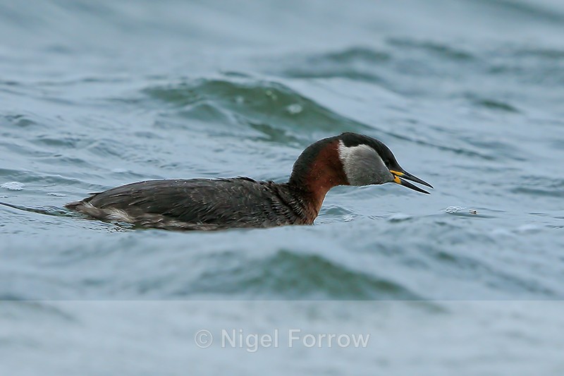 Red-necked Grebe strikes at an insect, Farmoor Reservoir - Red-necked Grebe