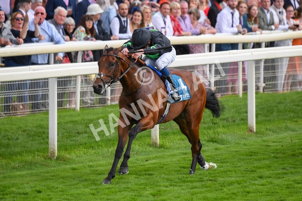 260823-Race 6-Inquisitively-0878 - Race 6 Julia Graves Roses Stakes at York