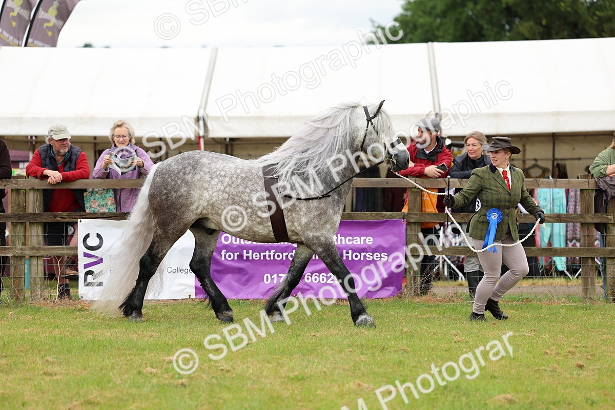 SBM_00586 - Class 58-67 - M&M Non Welsh Pony In hand