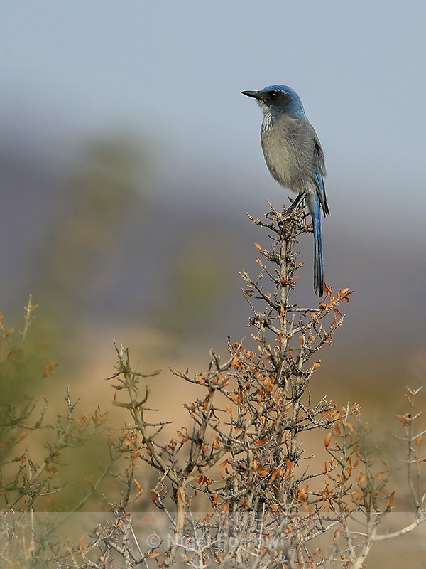 Western Scrub-Jay, Bosque del Apache, New Mexico - Western Scrub-Jay