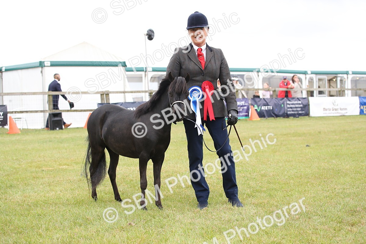 SBM_03554 - Class 23-25 - British Miniature Horse of the Year