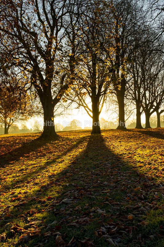 7KJS1522 - Trees in Abington Park
