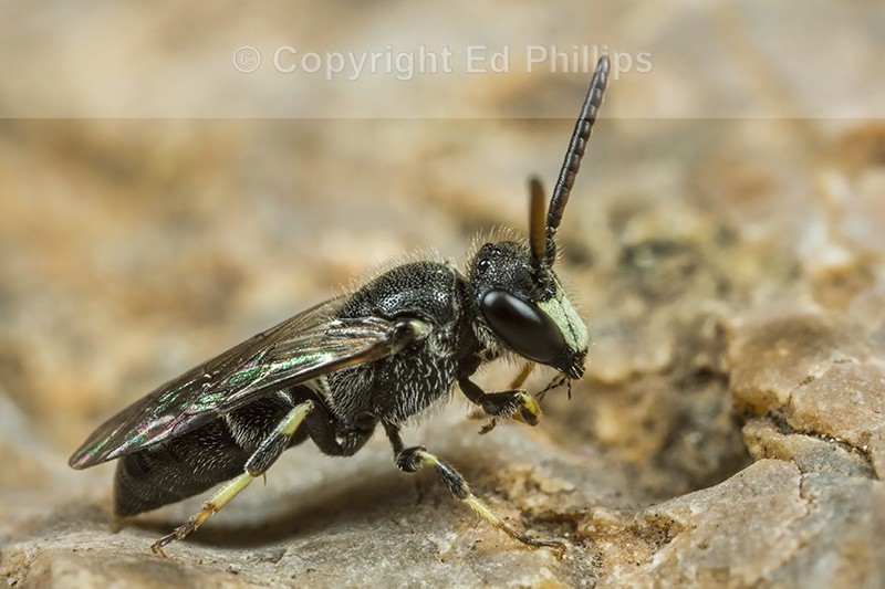 Hyaleus hyalinatus (m)