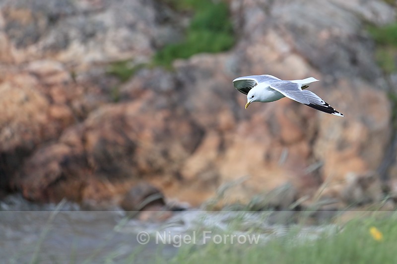 Common Gull (adult) flying, Suomenlinna, Helsinki, Finland - Common Gull