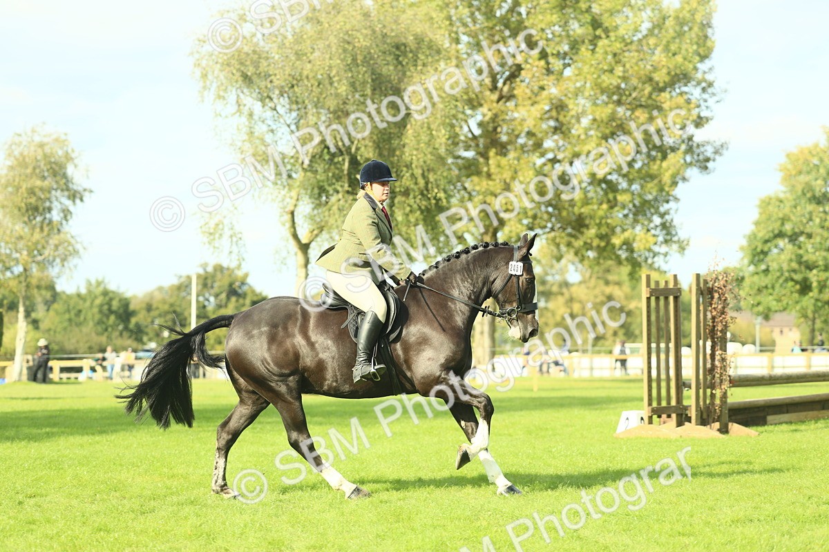SBM_50629 - S33 - Working Hunter & Working Show Horse