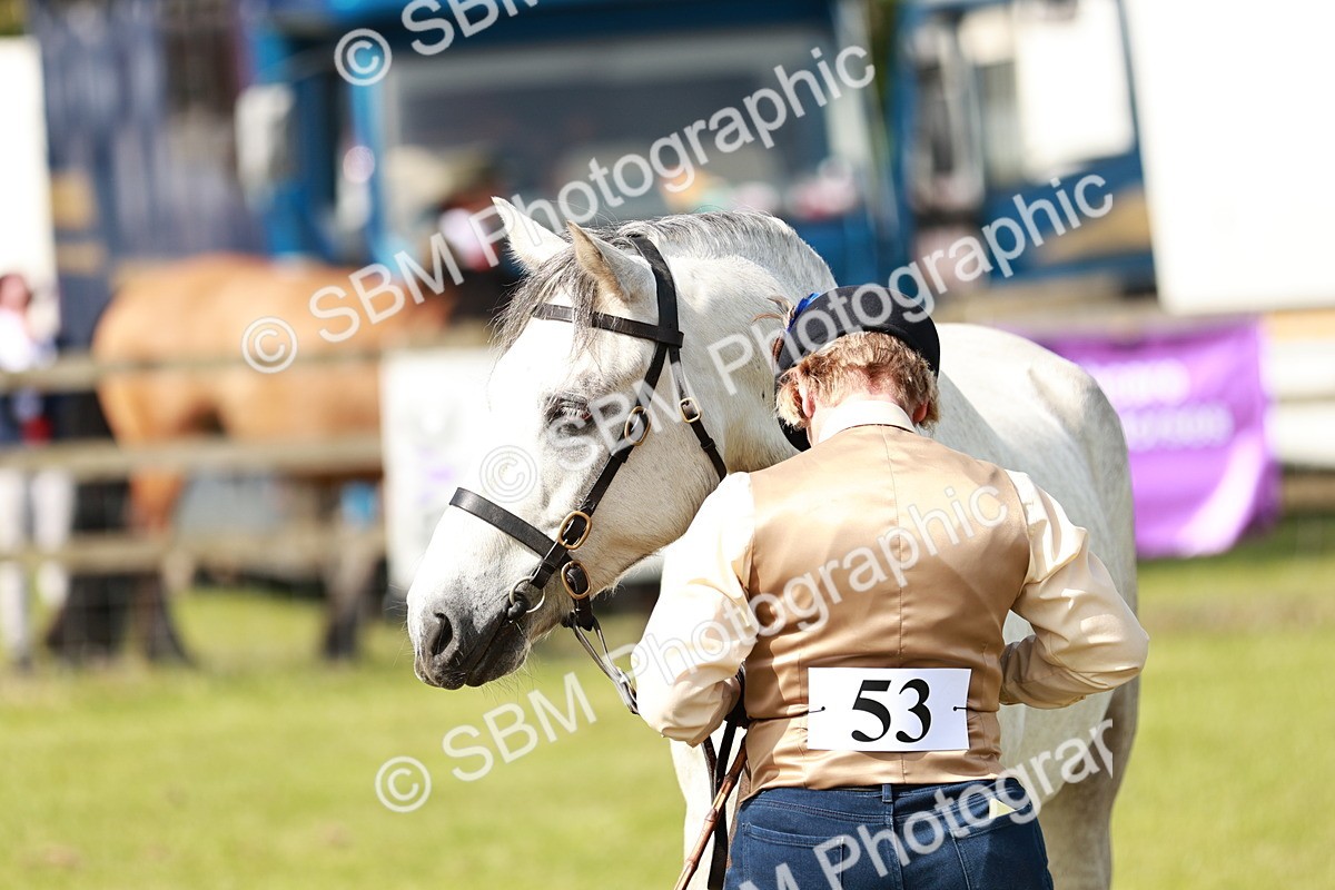 SBM_01718 - Class 14-23 - Mountain & Moorland In Hand Non Welsh
