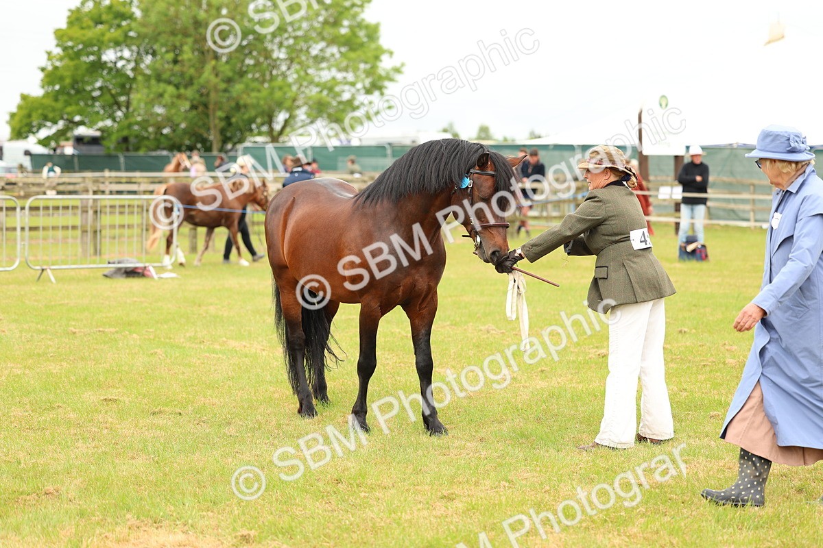 SBM_04193 - Class 64-67 - Shetland Pony In Hand
