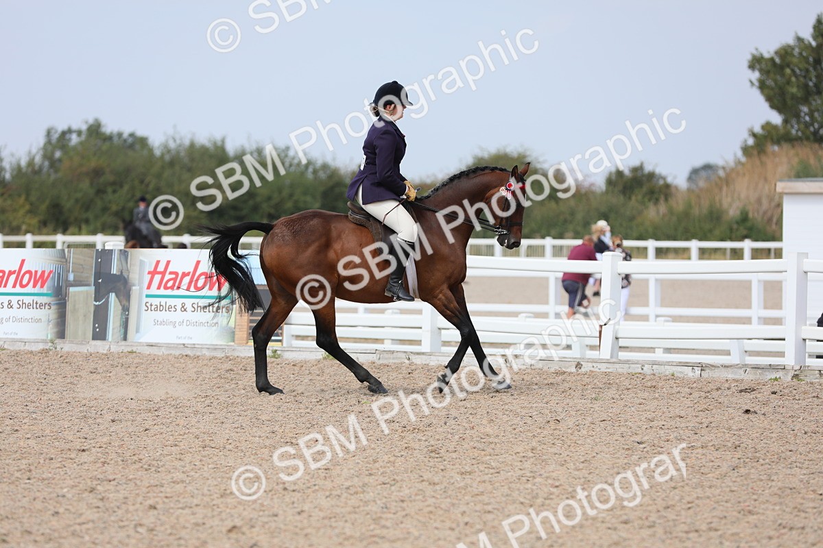 SBM_15608 - Class 311 Ridden Show Pony/ Show Hunter Pony