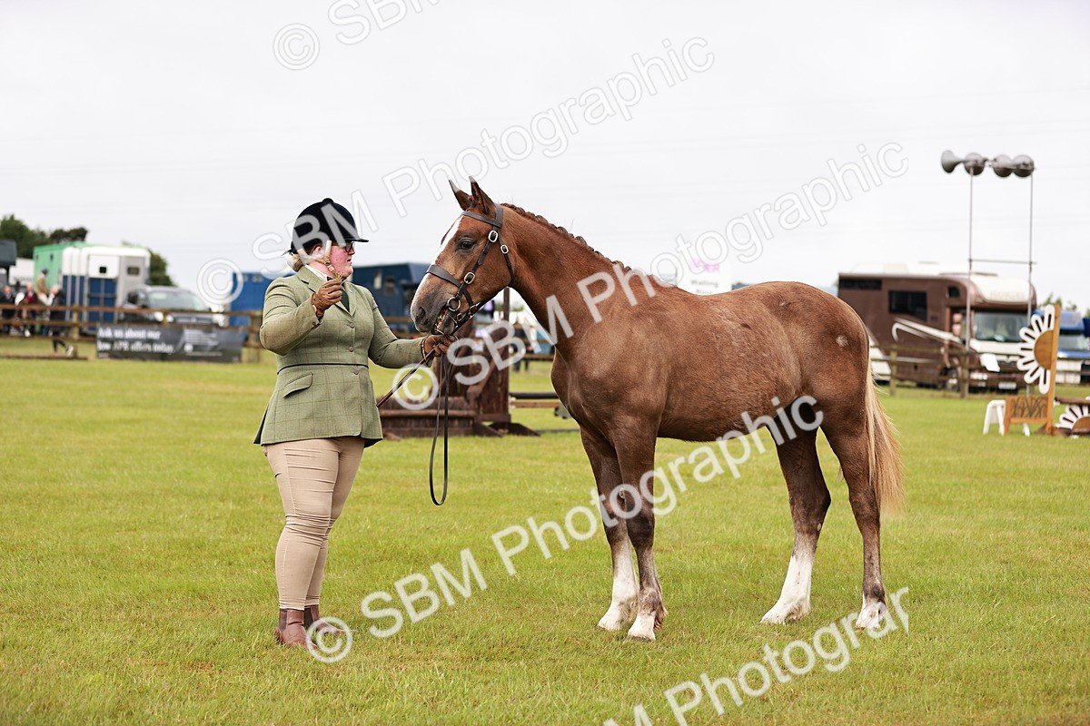 SBM_00672 - Class 26-30 Sport Horse In Hand