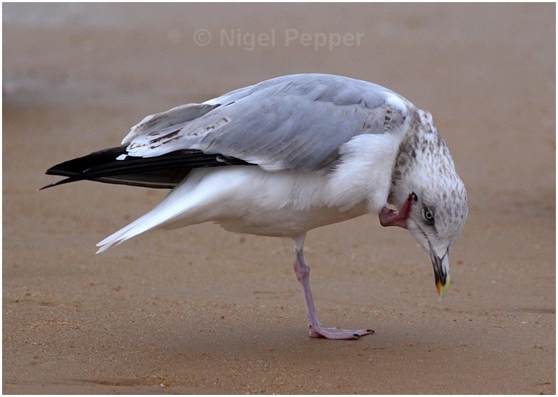 Scratching - Leggy the Herring Gull