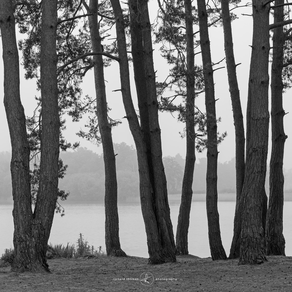 Through Frensham Pines - Frensham