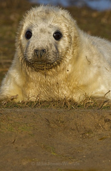 GREY SEAL PUP - GREY SEALS & PUPS GALLERY